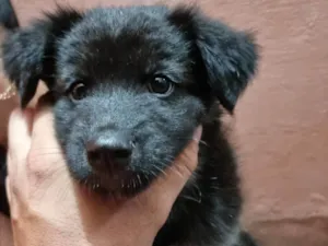 Cachorro raça SRD-ViraLata idade Abaixo de 2 meses nome Falar com Renato - Whats 11 95384-4965