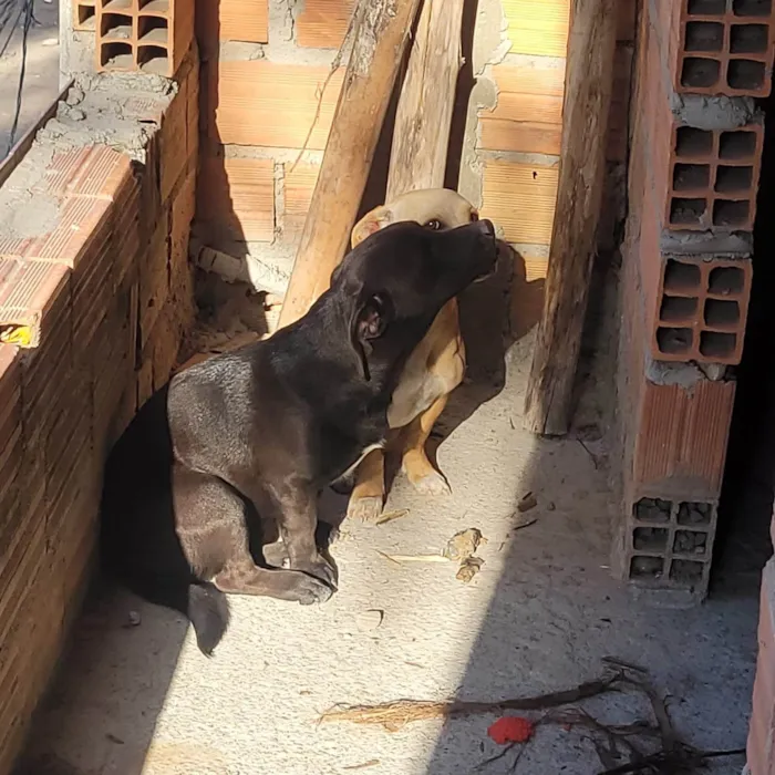 Cachorro ra a SRD-ViraLata idade 2 a 6 meses nome Falar com Joaquim - Whats 11 93934-9426