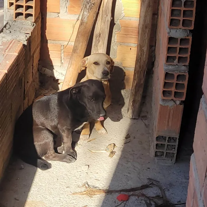 Cachorro ra a SRD-ViraLata idade 2 a 6 meses nome Falar com Joaquim - Whats 11 93934-9426