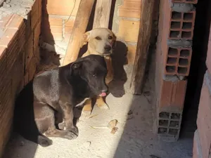 Cachorro raça SRD-ViraLata idade 2 a 6 meses nome Falar com Joaquim - Whats 11 93934-9426