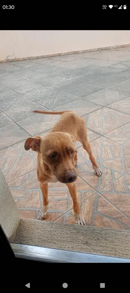 Cachorro ra a SRD-ViraLata idade 2 a 6 meses nome Falar com Maiara - Whats 11 96241-8606
