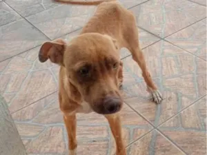 Cachorro raça SRD-ViraLata idade 2 a 6 meses nome Falar com Maiara - Whats 11 96241-8606