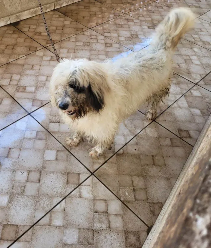 Cachorro ra a SRD-ViraLata idade 2 a 6 meses nome Falar com Elizamar - Whats 11 94878-0917