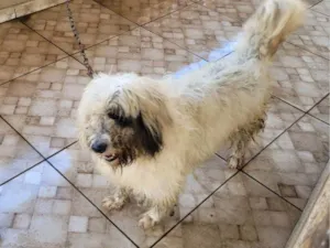 Cachorro raça SRD-ViraLata idade 2 a 6 meses nome Falar com Elizamar - Whats 11 94878-0917