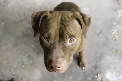 Cachorro ra a Pit-Bull idade 2 a 6 meses nome Juba