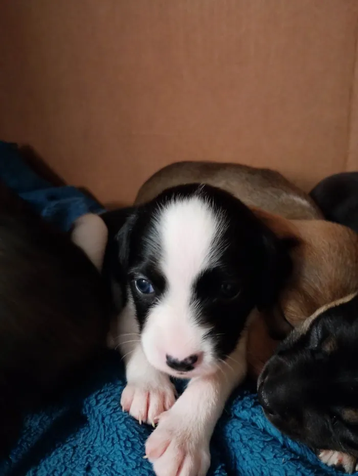 Cachorro ra a SRD-ViraLata idade Abaixo de 2 meses nome Malhada