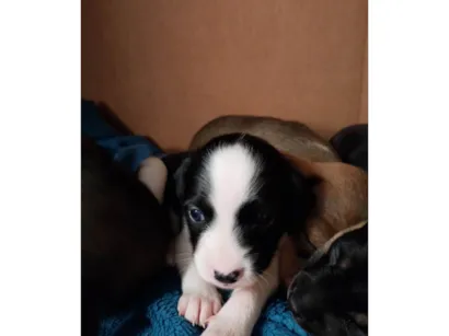 Cachorro raça SRD-ViraLata idade Abaixo de 2 meses nome Malhada