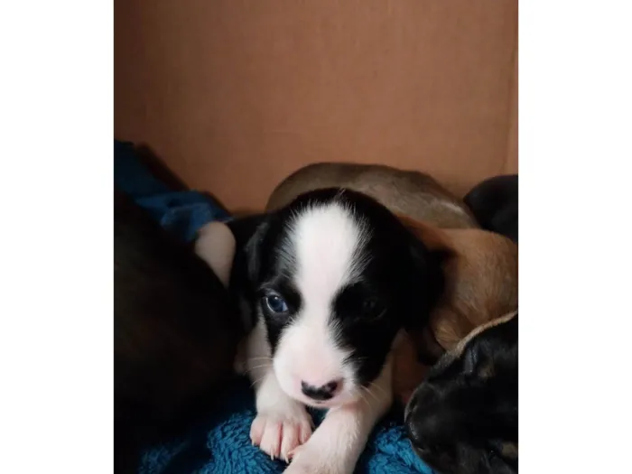 Cachorro ra a SRD-ViraLata idade Abaixo de 2 meses nome Malhada