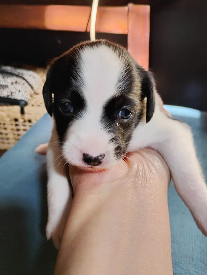 Cachorro ra a SRD-ViraLata idade Abaixo de 2 meses nome Malhada