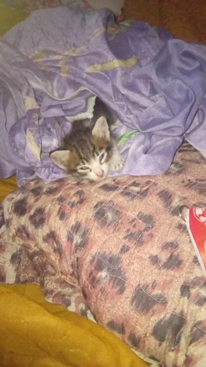 Gato raça SRD-ViraLata idade Abaixo de 2 meses nome Do garota?
