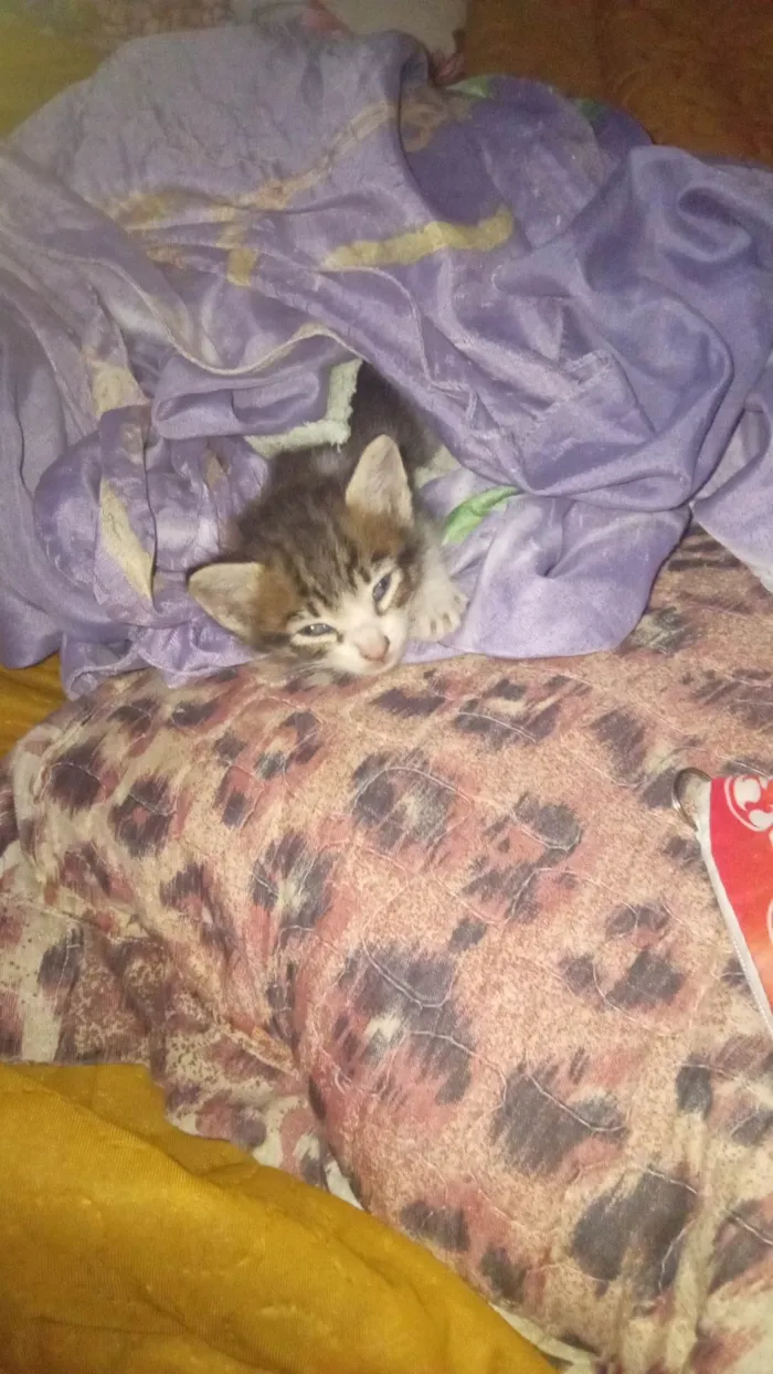 Gato ra a SRD-ViraLata idade Abaixo de 2 meses nome Do garota?