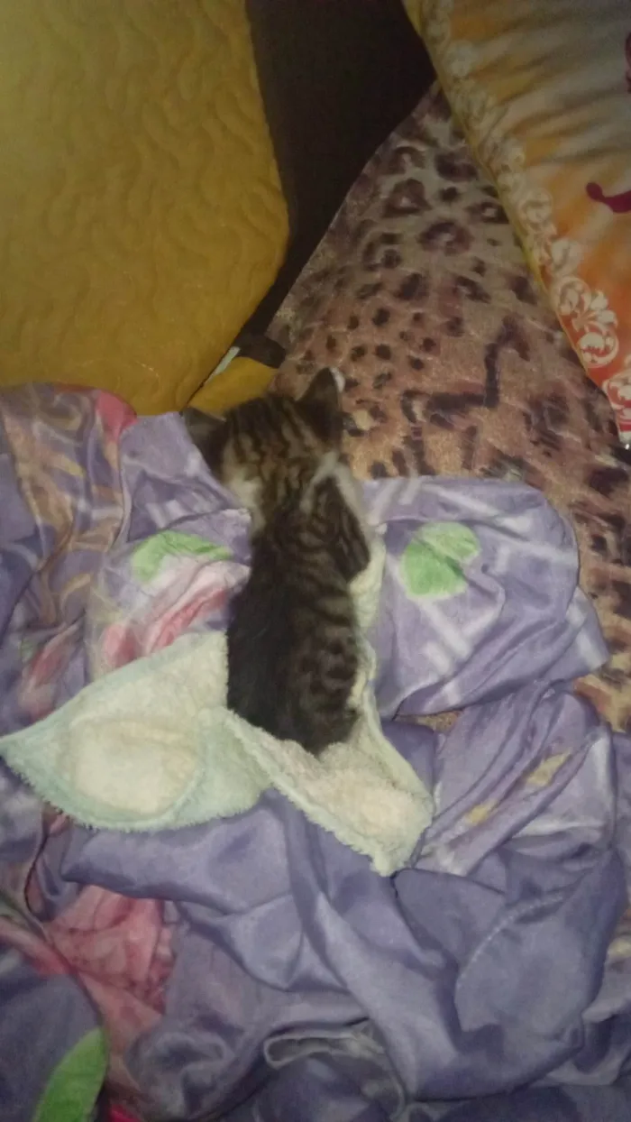 Gato ra a SRD-ViraLata idade Abaixo de 2 meses nome Do garota?