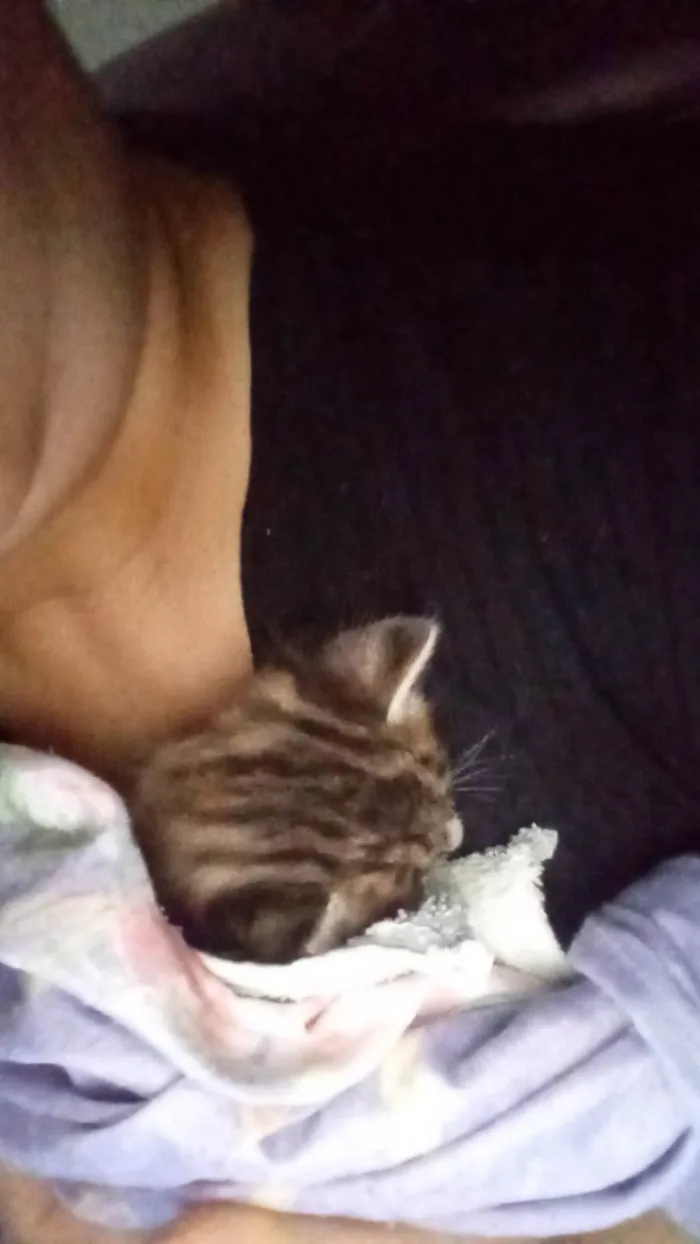 Gato ra a SRD-ViraLata idade Abaixo de 2 meses nome Do garota?