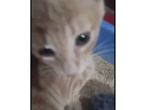 Gato raça SRD-ViraLata idade 2 a 6 meses nome Loiro