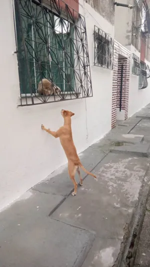 Cachorro raça SRD-ViraLata idade 7 a 11 meses nome Nalla 