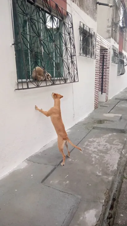 Cachorro raça SRD-ViraLata idade 7 a 11 meses nome Nalla 