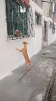 Nalla