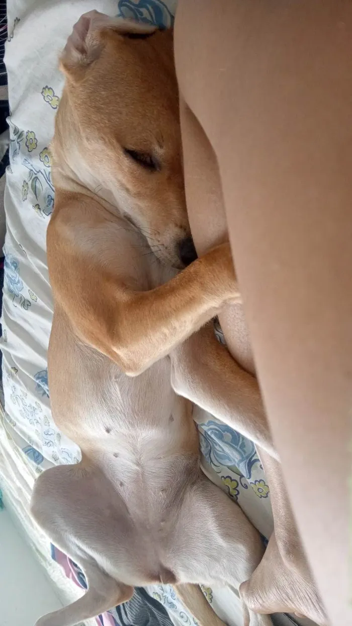 Cachorro ra a SRD-ViraLata idade 7 a 11 meses nome Nalla 