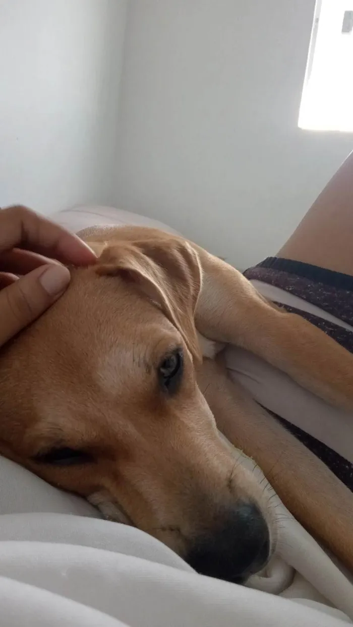 Cachorro ra a SRD-ViraLata idade 7 a 11 meses nome Nalla 