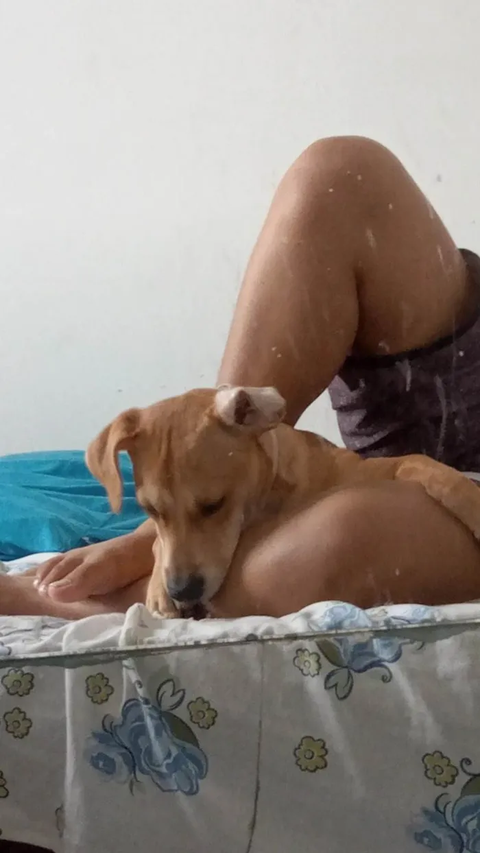 Cachorro ra a SRD-ViraLata idade 7 a 11 meses nome Nalla 