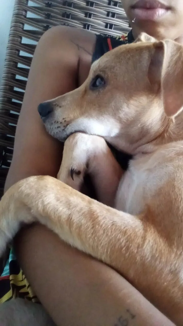 Cachorro ra a SRD-ViraLata idade 7 a 11 meses nome Nalla 
