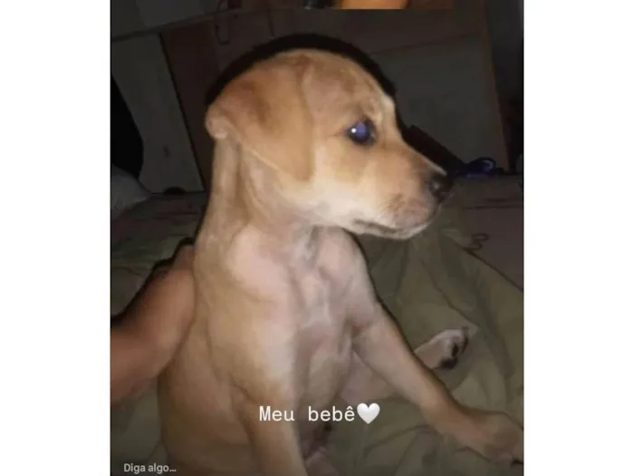 Cachorro ra a SRD-ViraLata idade 7 a 11 meses nome Nalla 