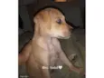 Nalla