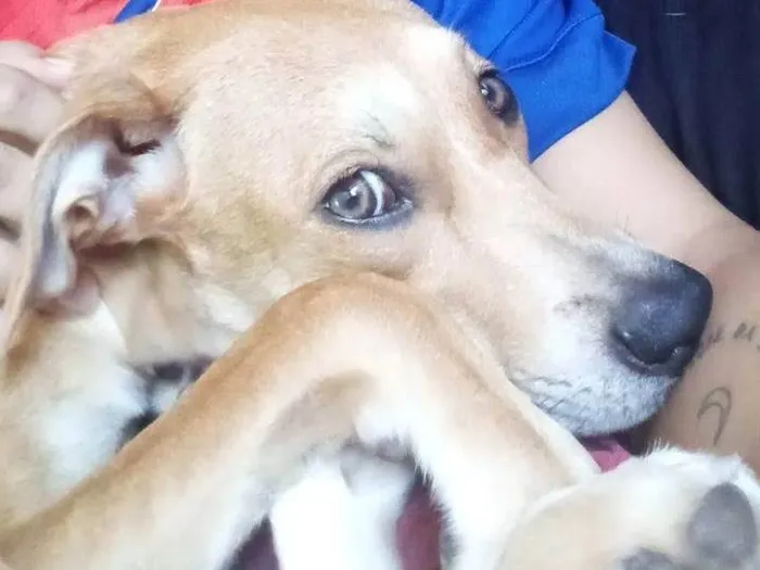 Cachorro ra a SRD-ViraLata idade 7 a 11 meses nome Nalla 