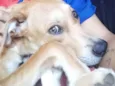 Nalla