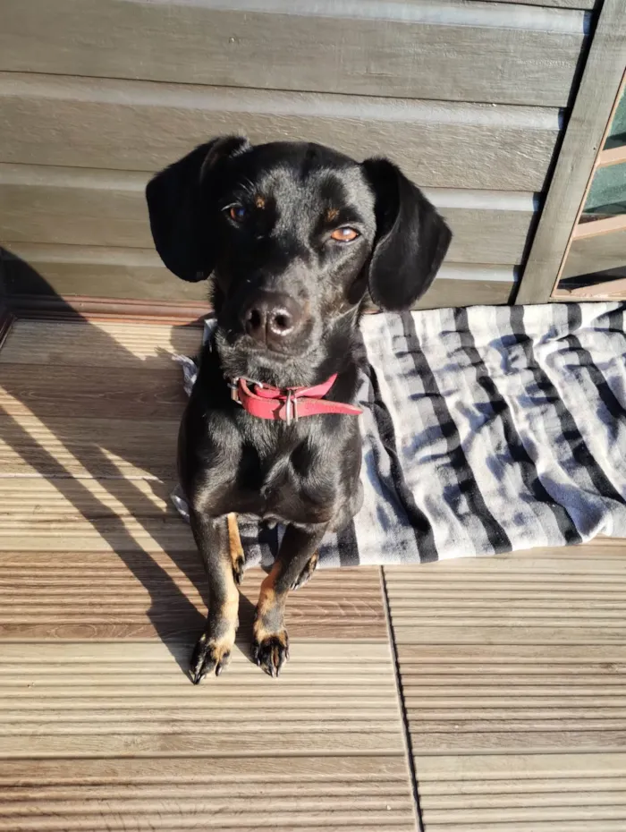 Cachorro ra a SRD-ViraLata idade 2 anos nome Dug