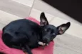 Dug