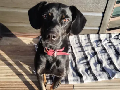 Cachorro raça SRD-ViraLata idade 2 anos nome Dug