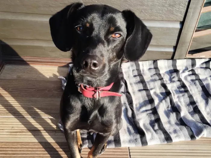 Cachorro ra a SRD-ViraLata idade 2 anos nome Dug