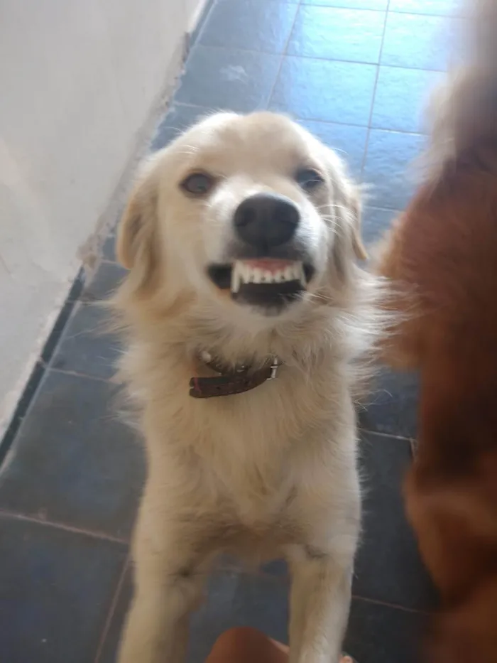 Cachorro ra a SRD-ViraLata idade 6 ou mais anos nome Akira 