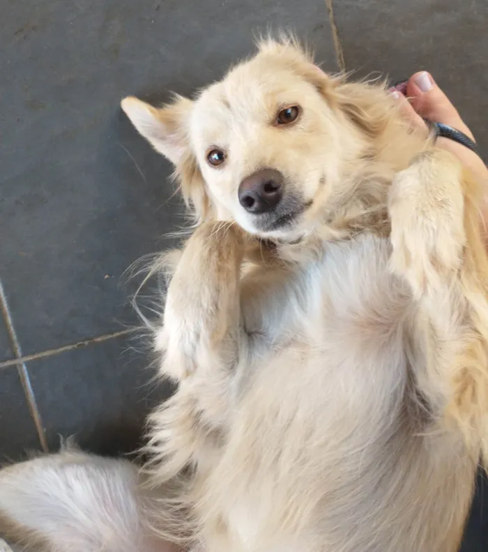 Cachorro ra a SRD-ViraLata idade 6 ou mais anos nome Akira 
