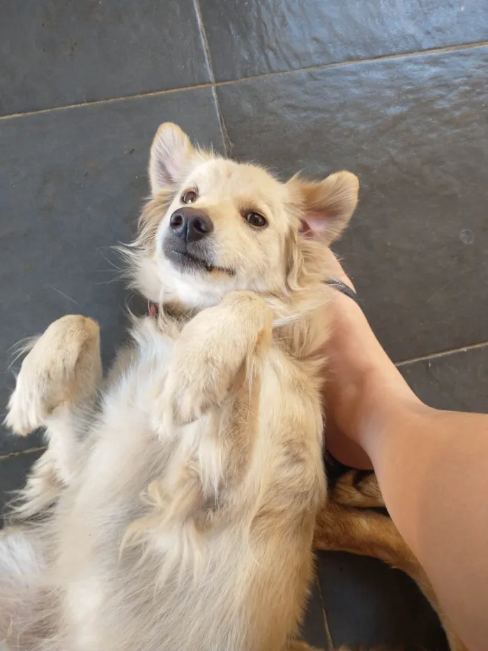 Cachorro ra a SRD-ViraLata idade 6 ou mais anos nome Akira 