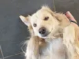 Akira 