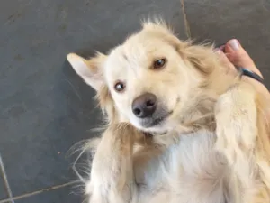 Cachorro raça SRD-ViraLata idade 6 ou mais anos nome Akira 