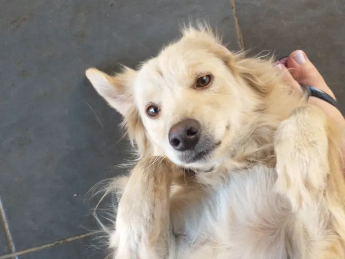Cachorro ra a SRD-ViraLata idade 6 ou mais anos nome Akira 