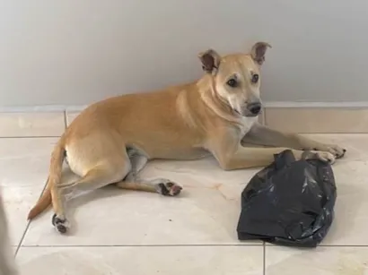Cachorro raça SRD-ViraLata idade 2 a 6 meses nome Dominick
