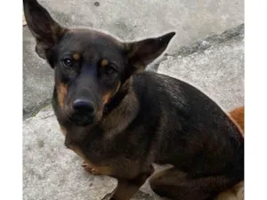 Cachorro raça SRD-ViraLata idade 2 anos nome Weedy