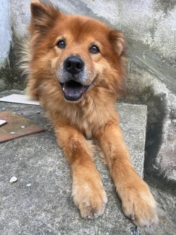 Cachorro ra a SRD-ViraLata idade 6 ou mais anos nome Catatau 