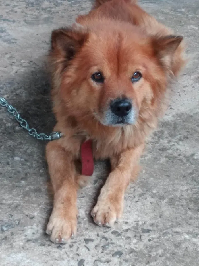 Cachorro ra a SRD-ViraLata idade 6 ou mais anos nome Catatau 
