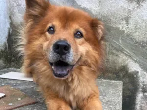 Cachorro raça SRD-ViraLata idade 6 ou mais anos nome Catatau 