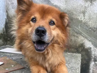 Cachorro raça SRD-ViraLata idade 6 ou mais anos nome Catatau 