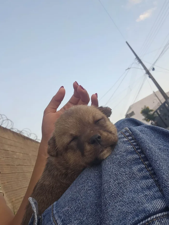 Cachorro ra a SRD-ViraLata idade Abaixo de 2 meses nome Sem nome 