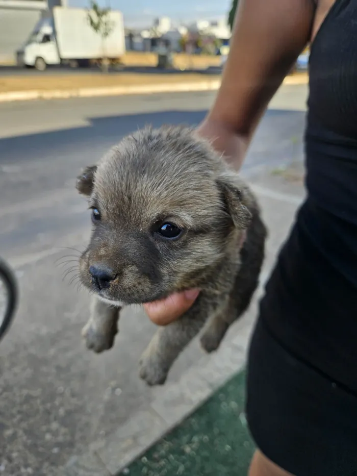 Cachorro ra a SRD-ViraLata idade Abaixo de 2 meses nome Sem nome 