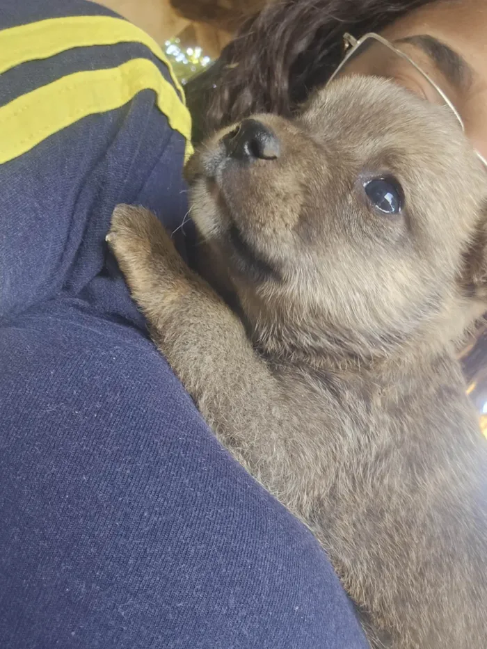 Cachorro ra a SRD-ViraLata idade Abaixo de 2 meses nome Sem nome 