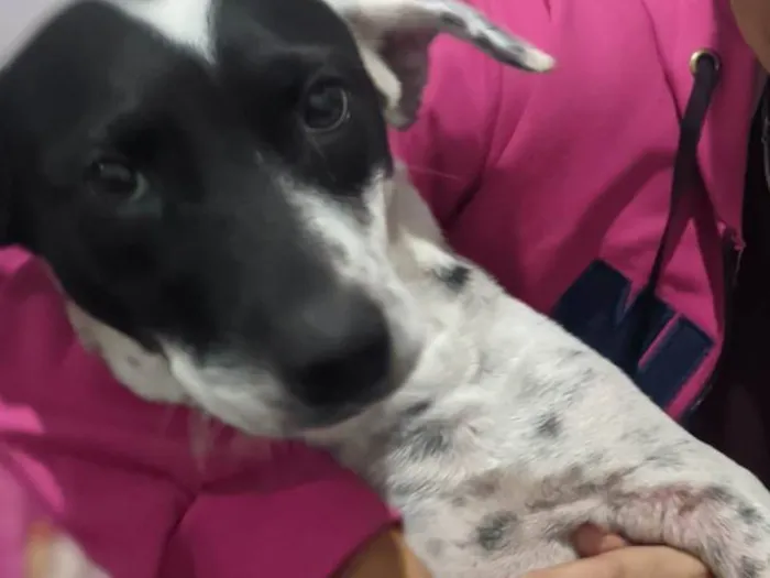 Cachorro ra a Não sei idade 3 anos nome Branquinha 