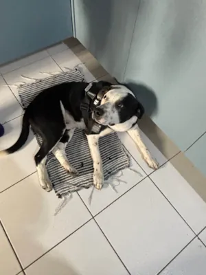Cachorro raça SRD-ViraLata idade 7 a 11 meses nome Revoada